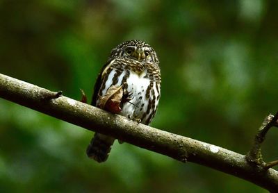 Close-up of bird perching on branch