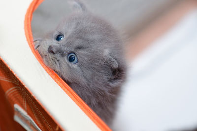 Close-up portrait of a cat