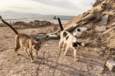 View of dogs on beach