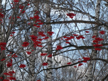 Low angle view of cherry tree against sky during winter