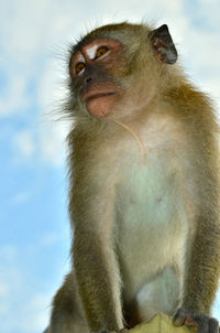 Low angle view of gorilla sitting against sky