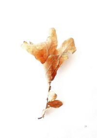 Close-up of dry leaf against white background