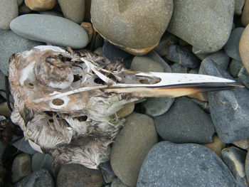 Close-up of dead bird on pebbles