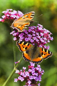 Close-up of butterfly pollinating on flower