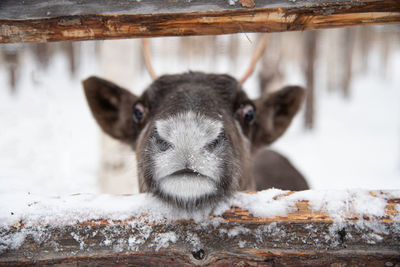 Deer in rovaniemi, finland