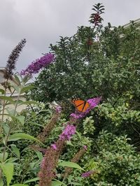 Low angle view of butterfly on purple flowers blooming against sky