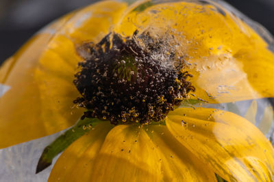 Close-up of yellow flowering plant