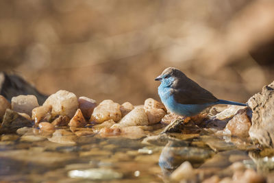 Close-up of bird perching on rock