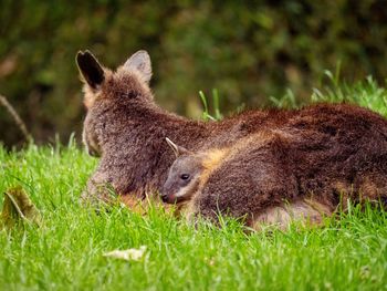 View of lion relaxing on field