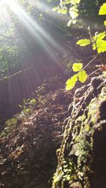 View of plants and trees