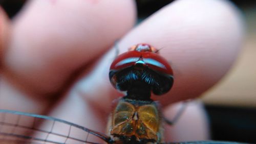 Close-up of insect on finger