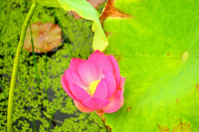 Close-up of pink flowering plant leaves