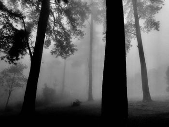 Trees in forest during foggy weather