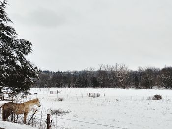 Two snows pony