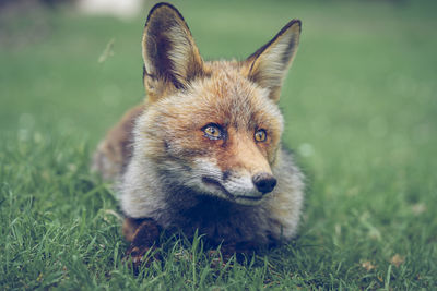 Portrait of dog on field