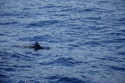 View of fish swimming in sea