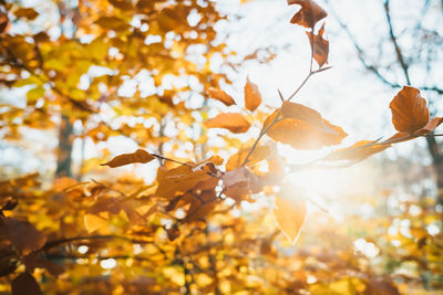 Low angle view of maple leaves on tree during autumn