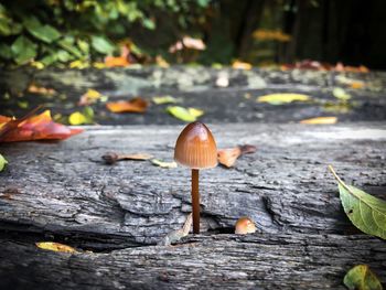 Tiny little mushroom blooming in the forest in autumn