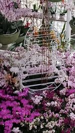 Close-up of purple flowers in greenhouse