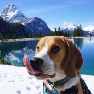 Close-up of beagle sticking out tongue at lakeshore during winter