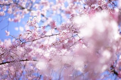 Low angle view of cherry blossoms against sky