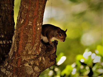 Close-up of squirrel on tree trunk