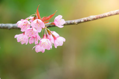 Close-up of pink cherry blossoms