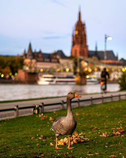 Walking gooze in frankfurt, sunset, germany