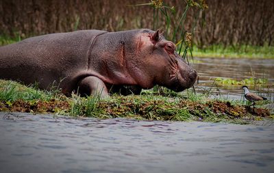Side view of hippopotamus standing in lake