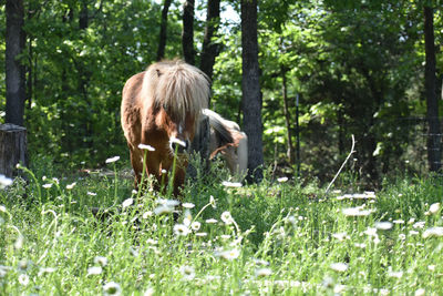 Horse in a field