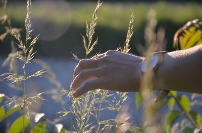 Midsection of person holding corn field