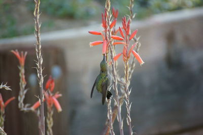 Close-up of plant against blurred background