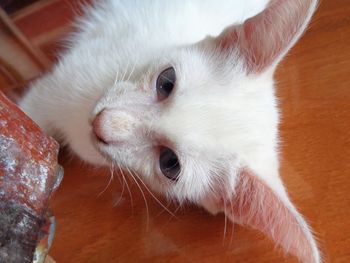 Close-up of cat at home