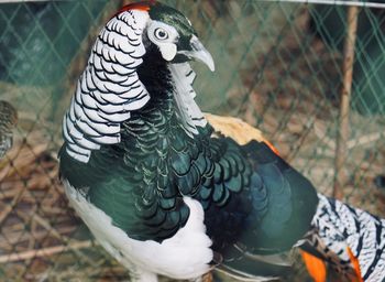 Close-up of a bird