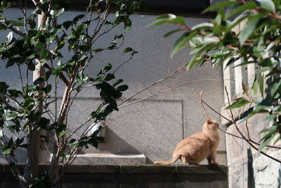 Cat on a tree