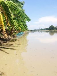 Scenic view of palm trees on beach against sky