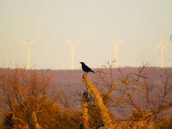 Bird perching on branch against sky