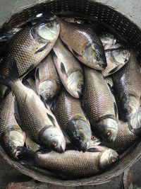 High angle view of fish for sale in market