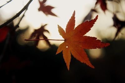 Close-up of maple leaves