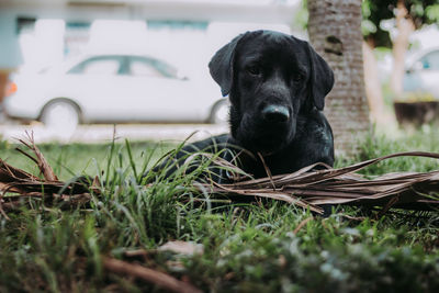 Portrait of dog on field