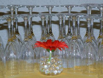 Close-up view of flowers