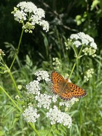 Butterfly pollinating on flower