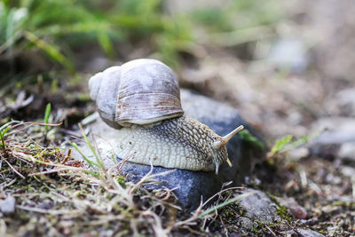 Close-up of snail on ground