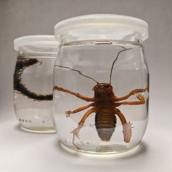 Close-up of fish in jar