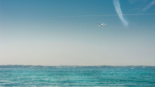 Birds flying over sea against sky
