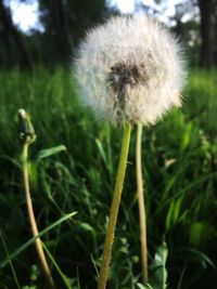Close-up of dandelion on field