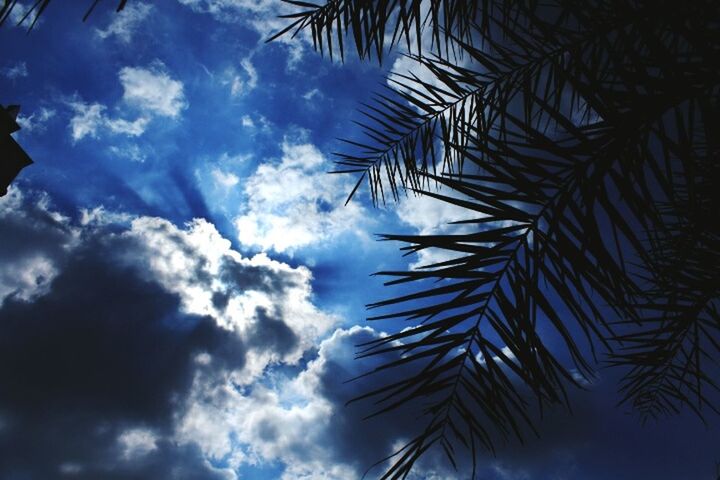 LOW ANGLE VIEW OF PALM TREES AGAINST CLOUDY SKY