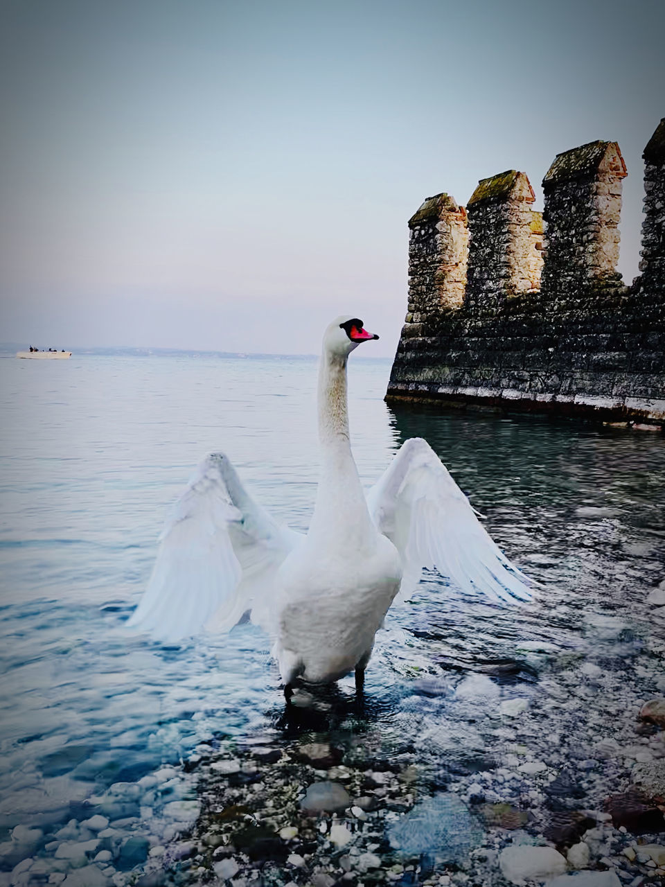 water, reflection, animal, bird, animal themes, wildlife, animal wildlife, nature, swan, sea, sky, no people, beauty in nature, one animal, travel destinations, outdoors, architecture, ducks, geese and swans, white, wave