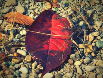 Close-up of maple leaves