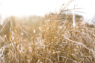 Close-up of wheat field against sky